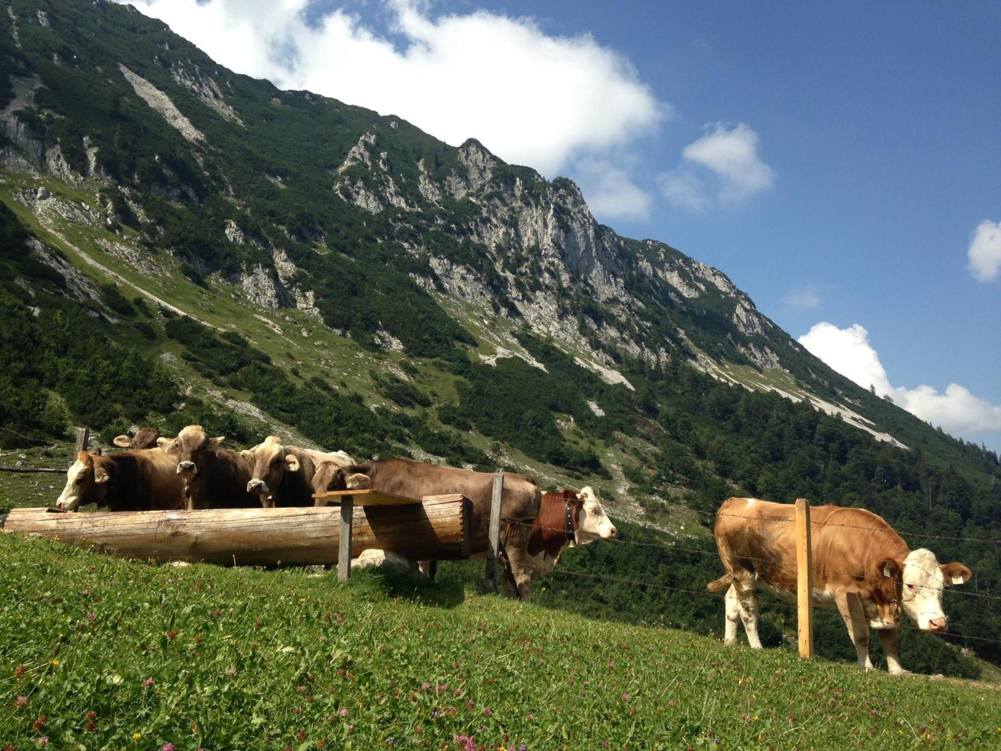 Bio-Bauernhof Bachangerhof Kössen Kültér fotó